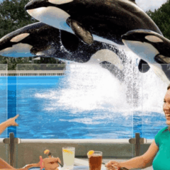 Refeição com baleias orcas no Parque SeaWorld Orlando