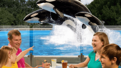 Refeição com baleias orcas no Parque SeaWorld Orlando