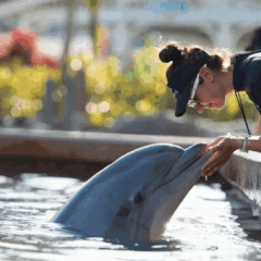Tudo sobre o encontro com golfinhos no parque SeaWorld Orlando