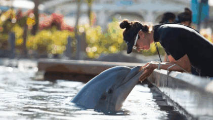 Tudo sobre o encontro com golfinhos no parque SeaWorld Orlando
