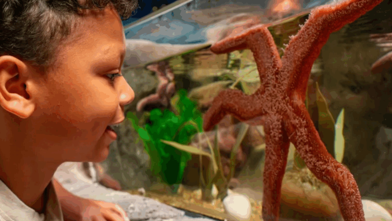 Criança observando estrela-do-mar no Sea Life Aquarium Florida Criança observando estrela-do-mar no Sea Life Aquarium Florida