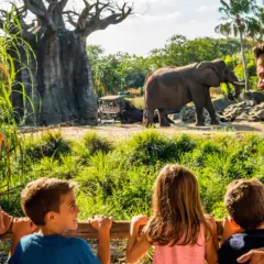 Caring for Giants no Animal Kingdom