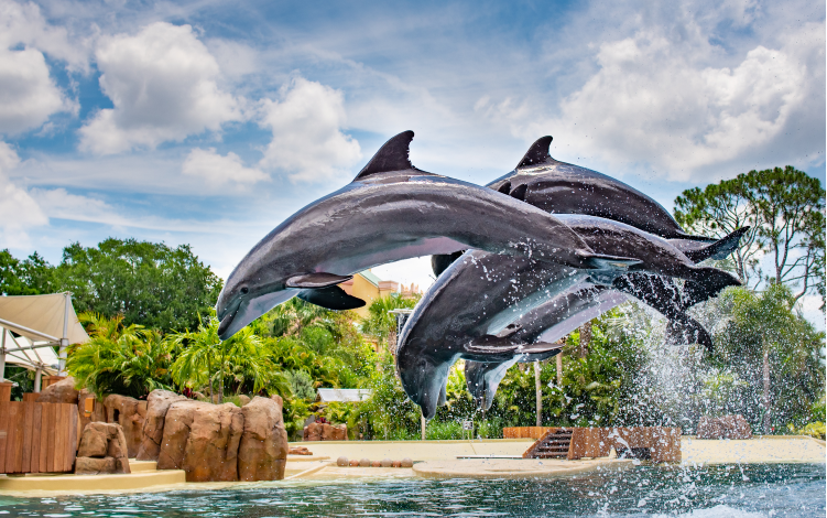 Golfinhos no SeaWorld Orlando Golfinhos no SeaWorld Orlando