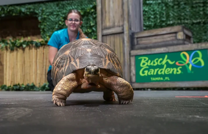 Animal Tales no Busch Gardens Tampa Bay